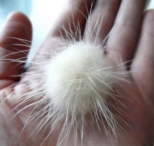 Pompons fourrure de vison - pompons,,