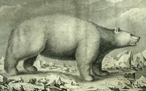 Ours blanc gravure - gravure, estampe