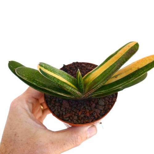 Gasteria carinata - , cv