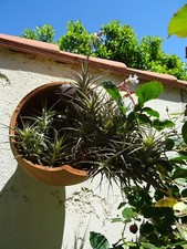 12= tres grand lot 2tiges de tillandsia 10belle rosaces de aéoniums divers