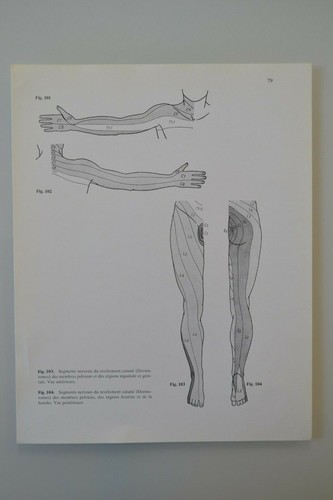 Planche anatomie humaine - planche, d'anatomie