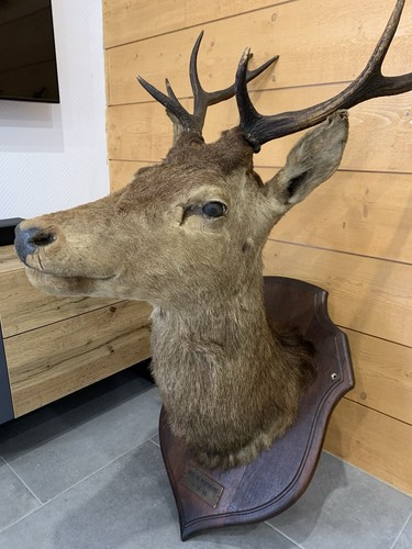 Tête cerf trophée de - de,