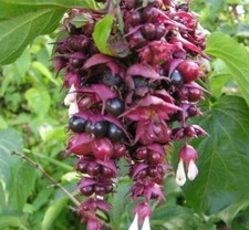 6 Boutures Arbre aux Faisans Pourpre, Leycesteria Formosa, Goût Caramel