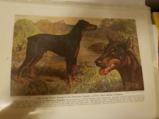 Edwin Miner Doberman Pinscher bookplate from 1941 National Geographic Magazine