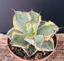 Agave Titanota "Black Blue