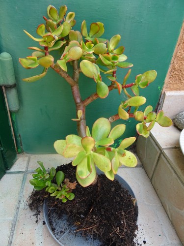 Arbuste plante intérieur - arbuste, =plante