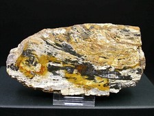 BOIS FOSSILE (SILICIFIÉ