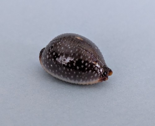 Cypraea staphylaea laevigata
