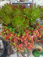 lot épyphites tillandsia , àéoniums et crassulas  divers 15piéces boutures