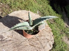 Agave quiotpecensis   pot5cm xeryscaping succulent wysiwyg