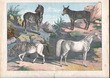 1886 Belle lithographie