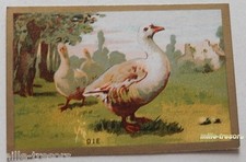 Image Chromo Série ANIMAUX : OIE