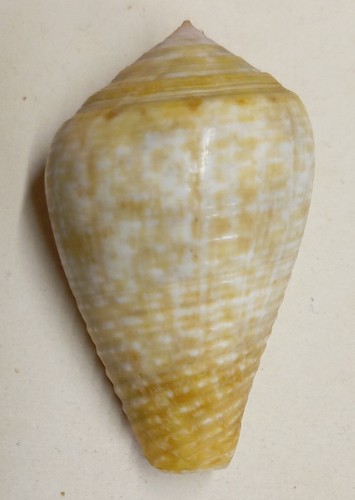 Conus catus - (pionoconus),