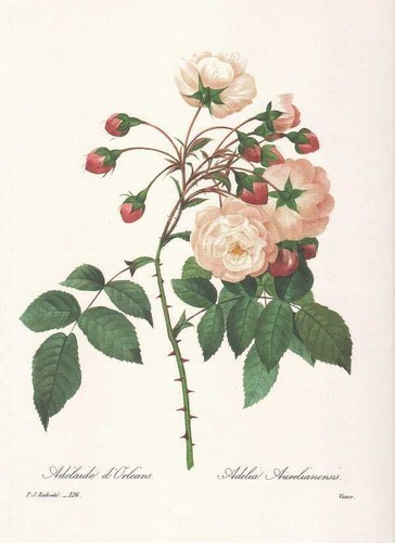 Rose adelia - rose,