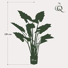 Plantes Artificielles Colocasia Rose Chine - Oreille D'Éléphant '130 CM pour Un