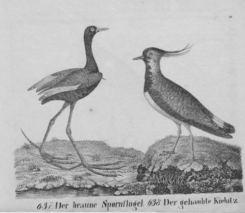 1830 kiebitz sumpfvögels - kiebitz,