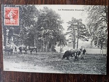 Cpa 76 - LA NORMANDIE ILLUSTREE - Troupeau de boeufs à l'herbage