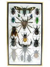Insectes 3D - exotiques réel