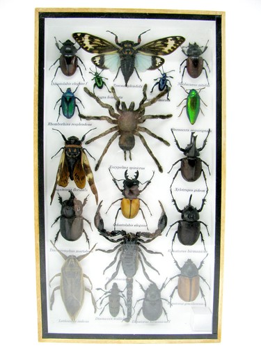 Insectes exotiques réel - 3d,