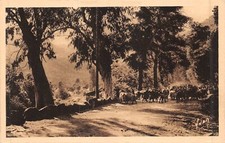 CPA Porto - Troupeaux de