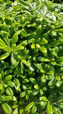 Pittosporum tobira 'Nana' /