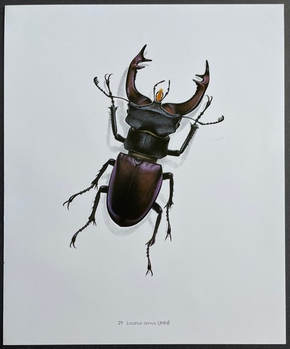 Entomologie lucanus cervus - entomologie,