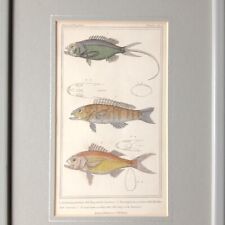 Mérou Gravure Cuvier Colorée Main 1837 Poissons Le Règne Animal Serranus phaëton