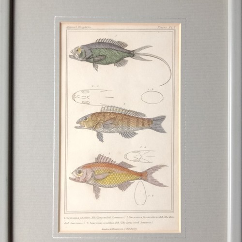 Mérou gravure cuvier - gravure,