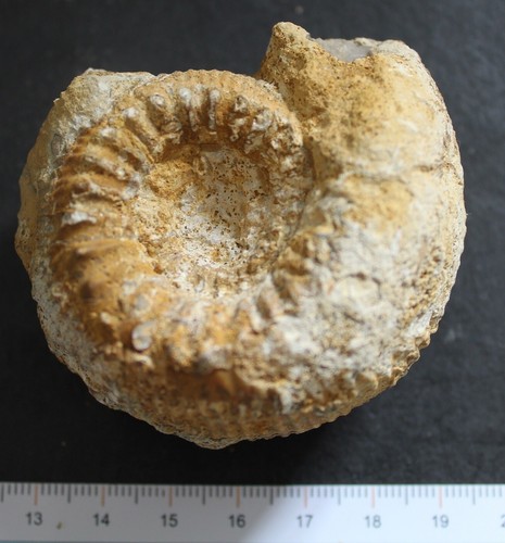 Ammonite fossile bajocien - ammonite,