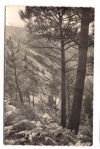 Saint leonard des bois - saint-leonard-des-bois,