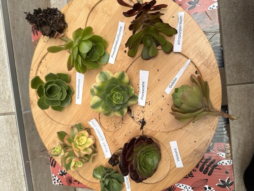 Aeonium collection lot de 8 - , collection,