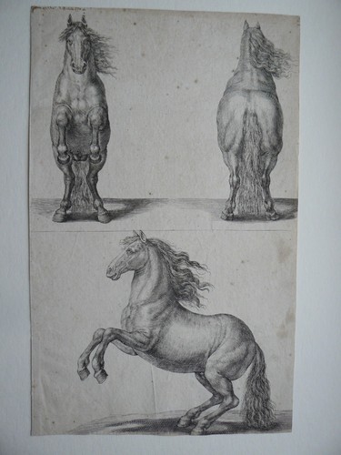 Eau forte étude cheval - forte,