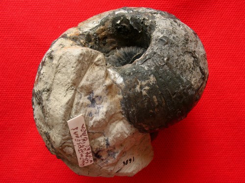 Ammonite callovien - ammonite,