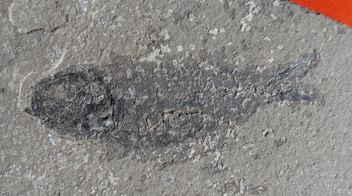 Poisson fossile jurassique des - poisson,