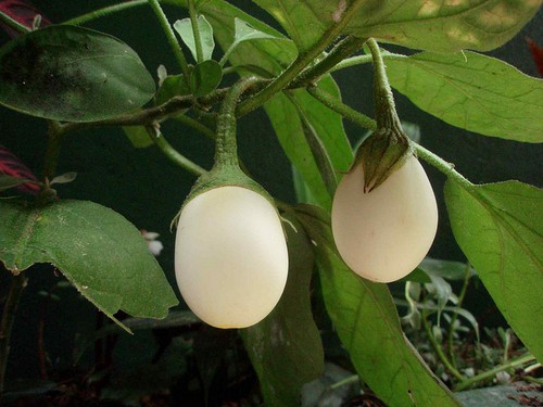 100 graines aubergine small - 100,