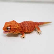 Figurine couleur rouge dragon