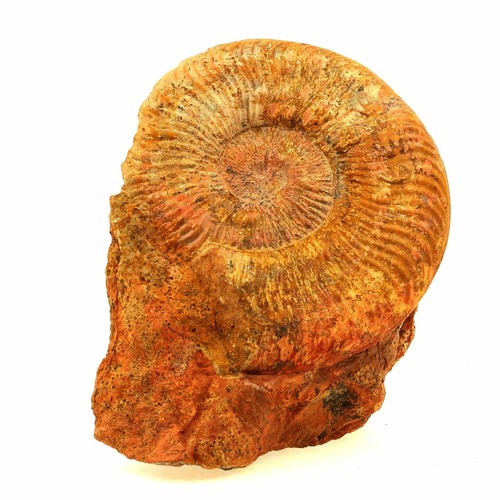 Fossile pseudogrammoceras - fossile,