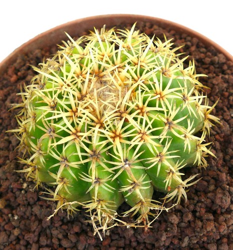 Echinocactus grusonii form
