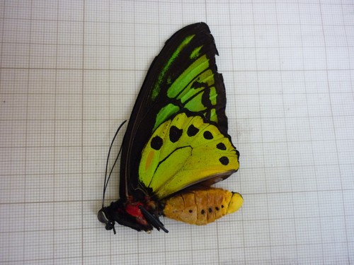 Entomologie papillon non - entomologie, "non