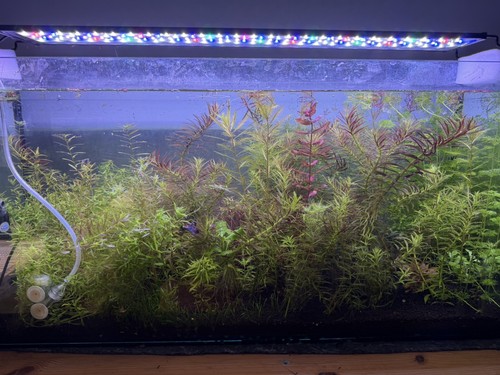 Promo lot 30plantes aquarium - promo,
