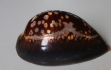 collection coquillage CYPRAEA MAURITIA MAURITIANA PORCELAINE 79mm MADAGASCAR