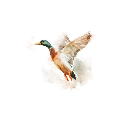 Affiche aquarelle canard art - affiche,
