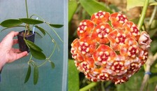 Hoya meliflua