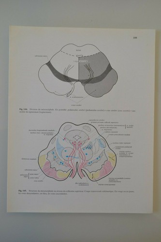 Planche anatomie humaine - planche,