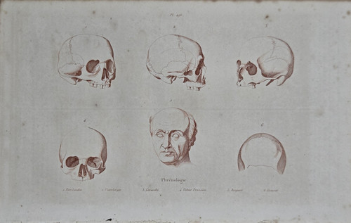 Gravure xixe phrenologie - xixe,