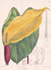 Colocasia Antiquorum Asie Fleur Botanique Lithographie Curtis 7732
