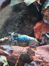 Crevettes Caridina CRYSTAL RED (X12) SOL NEUTRE Aquarium poissons plantes 