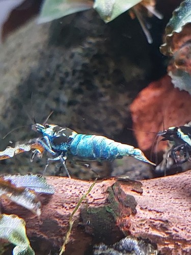 Crevettes caridina crystal red - crevettes,