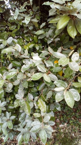 Feuilles eleagnus ebbingei - d'eleagnus,