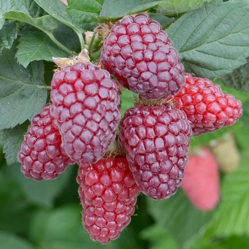 Rubus fruticosus tayberry - 'tayberry',